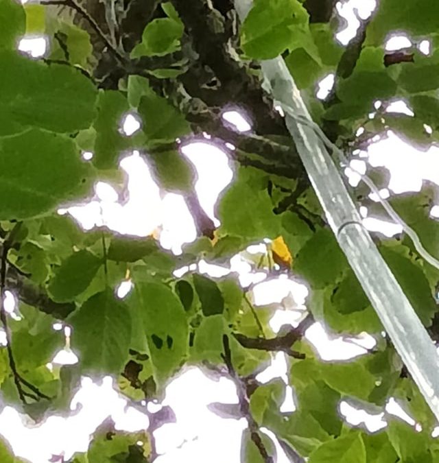 El equipo municipal de control de velutinas que coordina el concejal de Agroganadería sigue con la c…