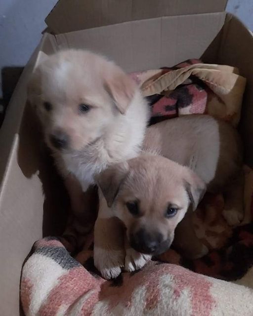 Estos dos cachorros fueron encontrados anoche en una cuneta junto a la rotonda de La Arquera, presun…