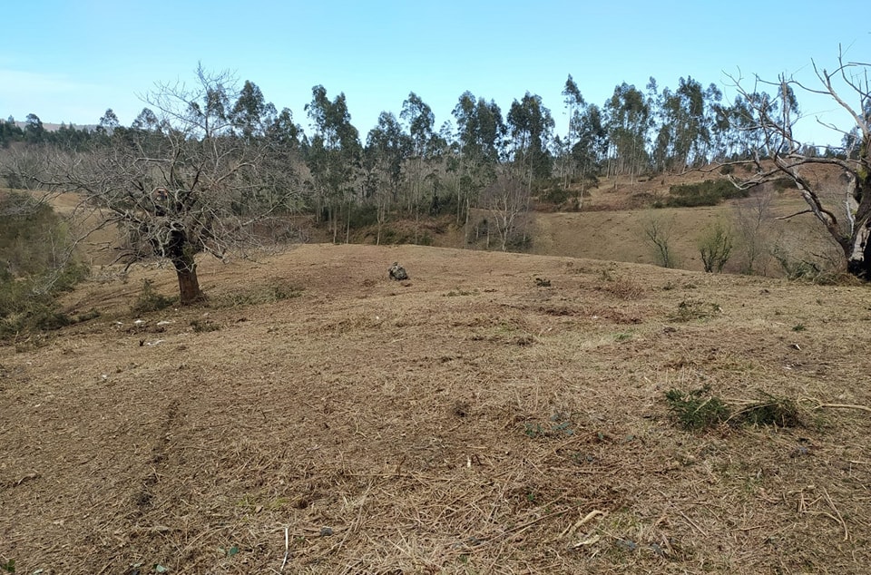 Llanes continúa con las labores de desbroce en montes comunales del concejo, ahora en Mañanga….
